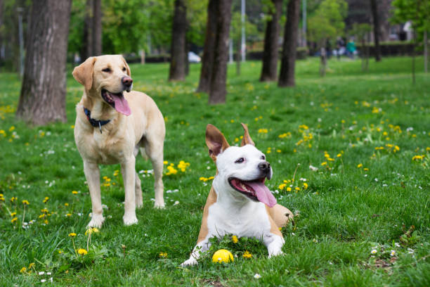 istock Springtime happy dog friends 1143361009
