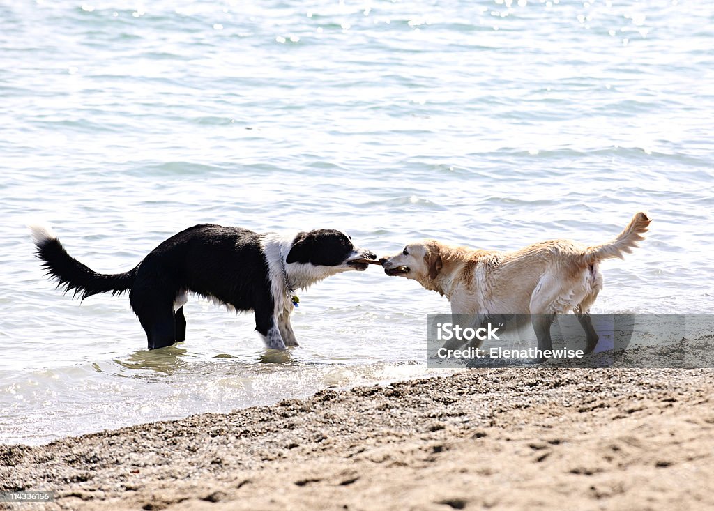 Dois cães a tocar na praia - Royalty-free Amizade Foto de stock