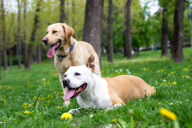 istock Springtime happy dog friends 1143361601