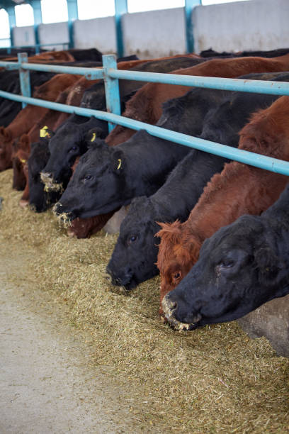 istock Cows eating hay on moden farm 1143361792