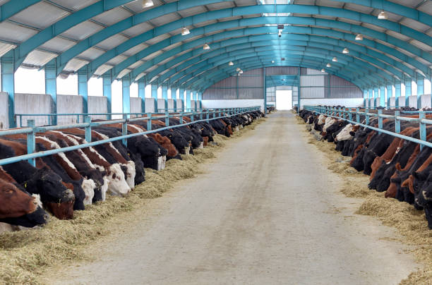 istock Cows eating hay on moden farm 1143361917