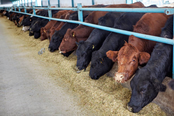istock Cows eating hay on moden farm 1143362027