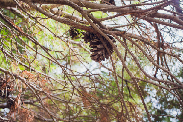 istock Naked branches of a tree against blue sky close up. 1143365140
