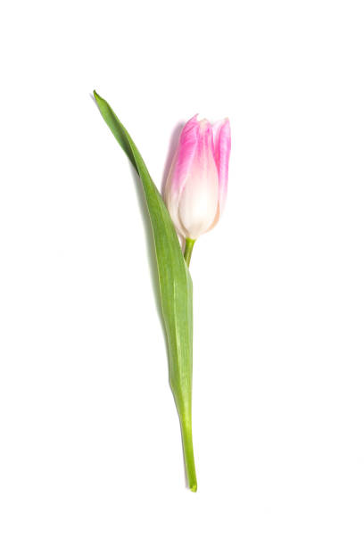 istock Pink tulip flower on white background 1143365331