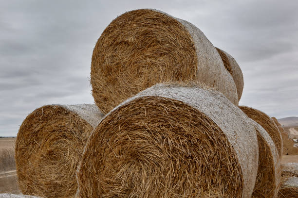 istock hay bales in the farm 1143366221