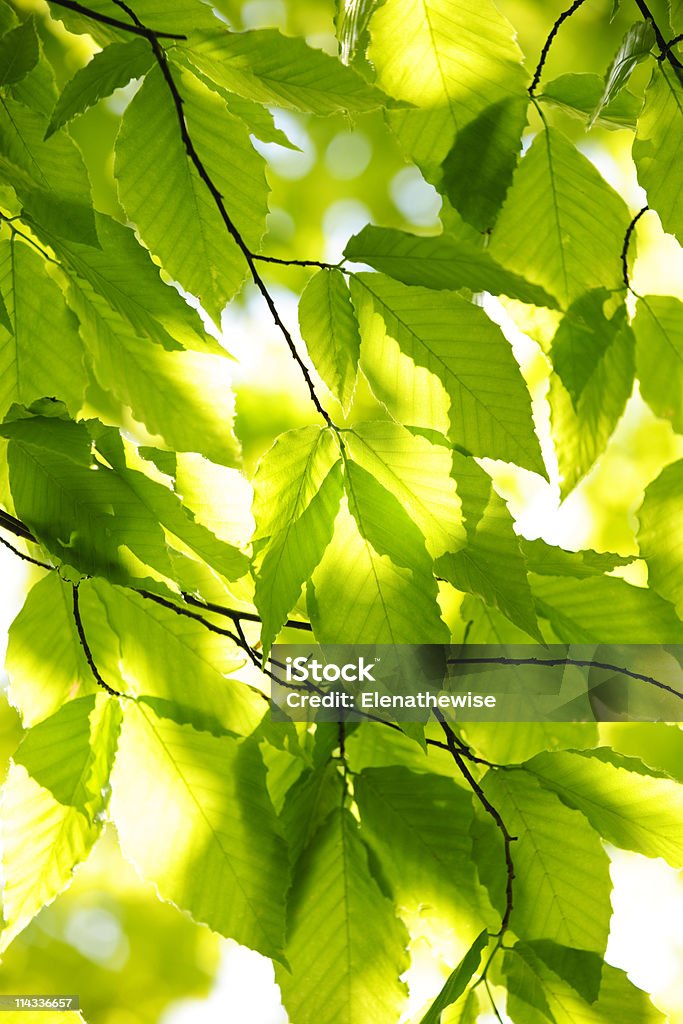 Verde primavera foglie - Foto stock royalty-free di Albero