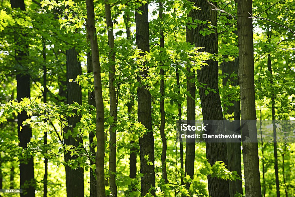 Green spring forest  Forest Stock Photo