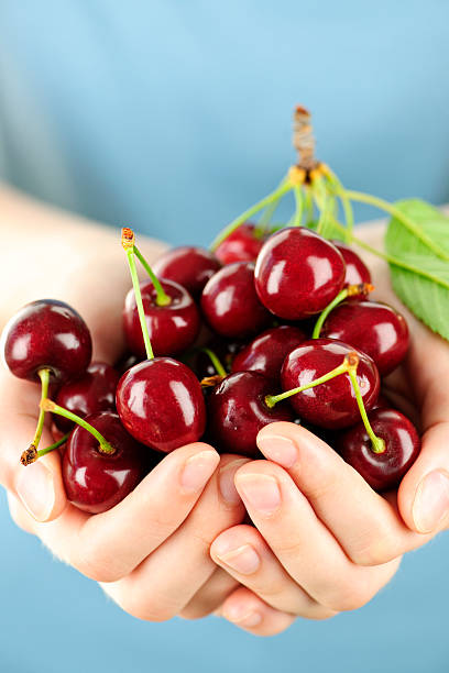 istock Hands holding bunch of cherries 114337388