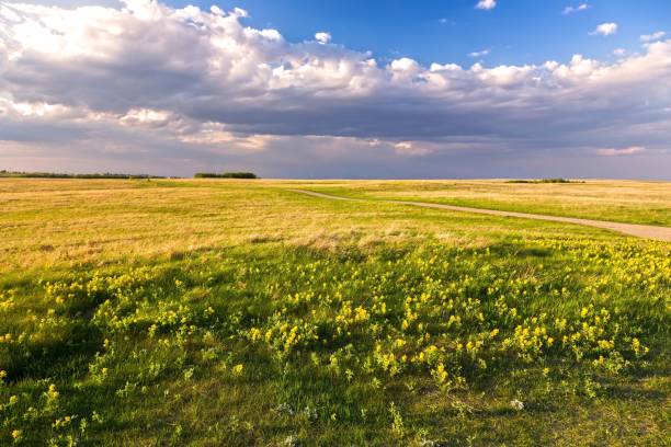 paysage de prairie des prairies et fleurs sauvages printanières jaunes fleurissant sur le parc naturel de nose hill à calgary alberta - grass area hill nature hiking photos et images de collection