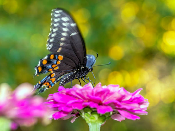 istock Papilio troilus, the spicebush swallowtail 1143375530