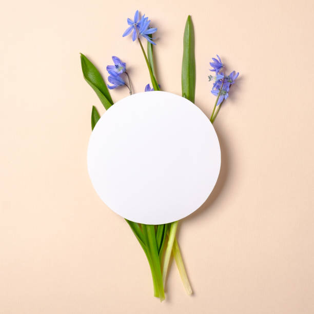 istock Spring flowers and rounded white blank paper on pastel beige background. Tender creative layout. Spring nature concept. Flat lay style composition. Top view, overhead 1143375797