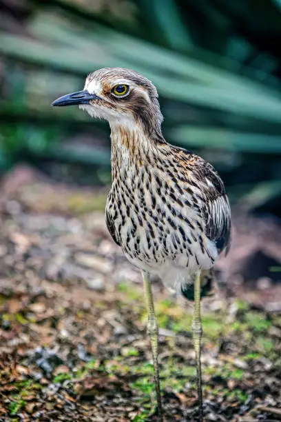 Close up portrait of a Bush Stone Curlew otherwise known as dikkops or thick-knees