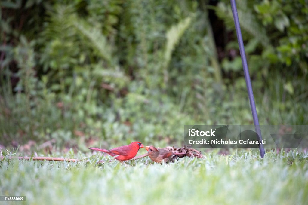 Male and Female Cardinals Eating Animal Stock Photo
