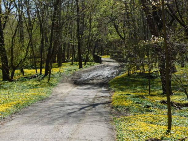 istock Bronx Park bendy road with yellow flowers on the aides 1143382664