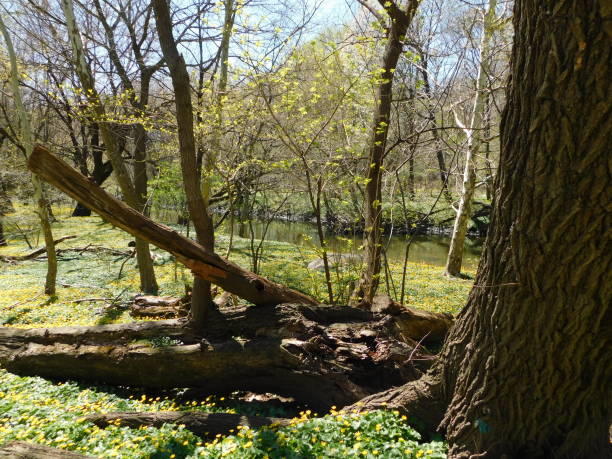 paesaggio di fiori gialli del bronx park con albero caduto e tronco - beech tree wilderness area forest log foto e immagini stock