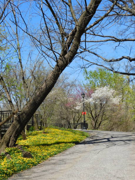 istock Bronx Park yellow flower landscape, tilted tree, tri color tree and road 1143382682