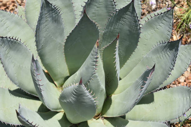 istock Large Aloe Plant Thriving 1143383768