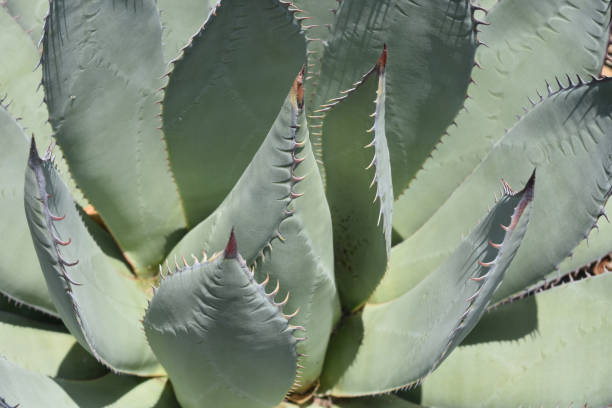 istock Large Aloe Plant Thriving 1143383781
