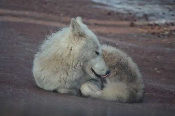 Lovable Small White Wolf Resting On A Beach