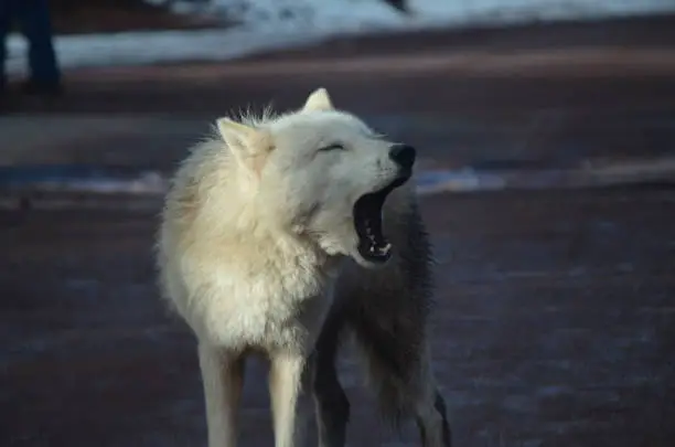 Captivating Small White Wolf Roaming A Beach