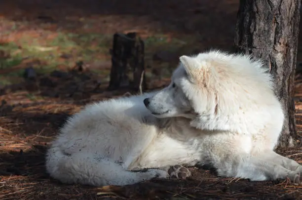 Lovely White Wolf In A Remote Location