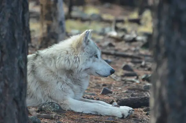 Vibrant White Wolf Resting In the Wilderness