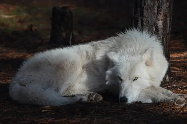 Elegant White Wolf In A Remote Location