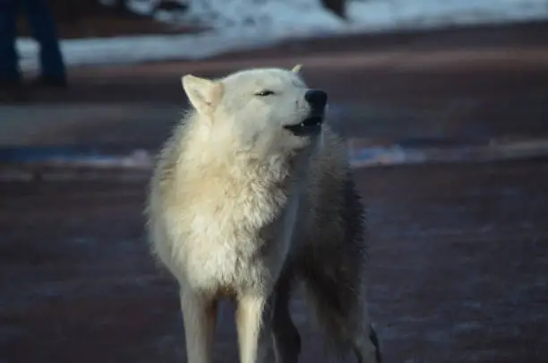 Breathtaking Small White Wolf Howling On A Beach