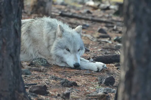 Precious White Wolf Resting In A Remote Location