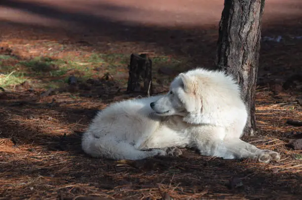 Appealing White Wolf Resting In A Remote Location