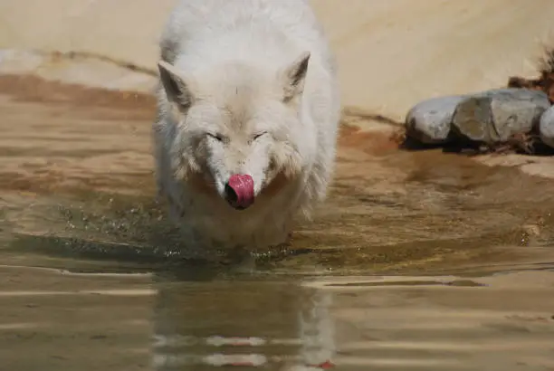 Compelling White wolf Enjoying the Water In Nature