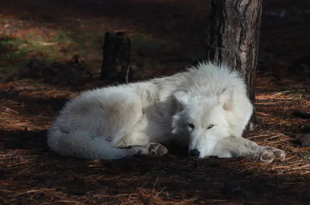 Lovable White Wolf In A Remote Location