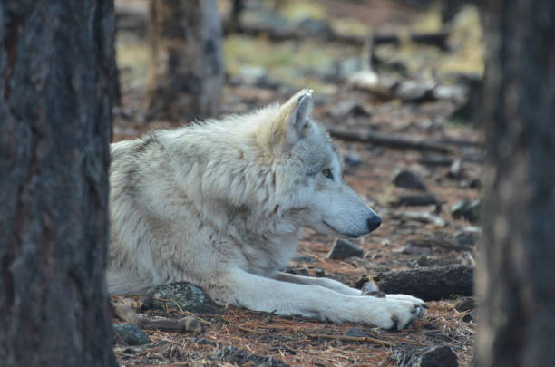 istock White Fur Wolf in the Wild 1143383904