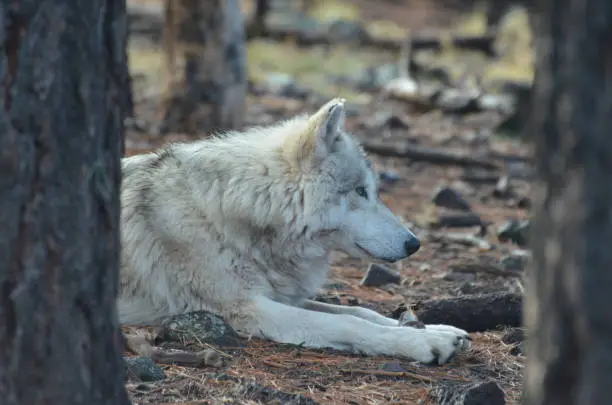 Marvelous White Wolf Resting In The Wild