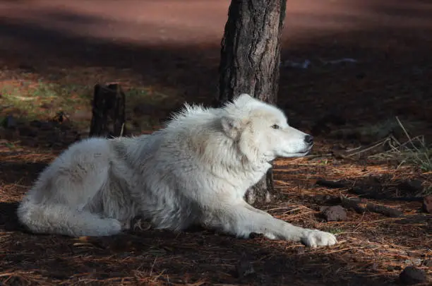Large White Wolf In A Remote Location