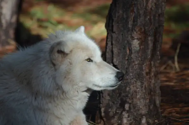 Vibrant White Wolf In The wild During Summertime