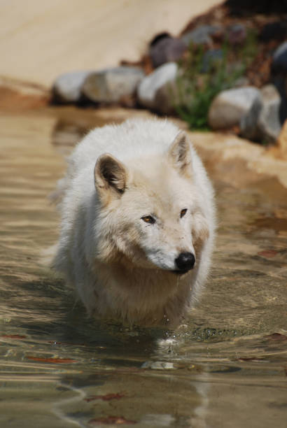 istock White Wolf in a Shallow Water Hole 1143383954