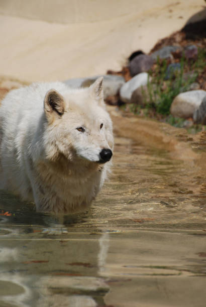 istock White Wolf in a Shallow Water Hole 1143383955