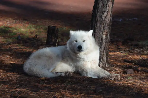 Stunning White Wolf resting In The Wilderness