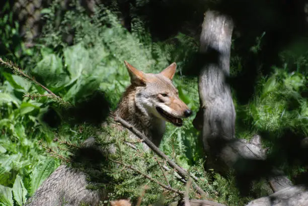 Breathtaking Timber Wolf In A Remote Location