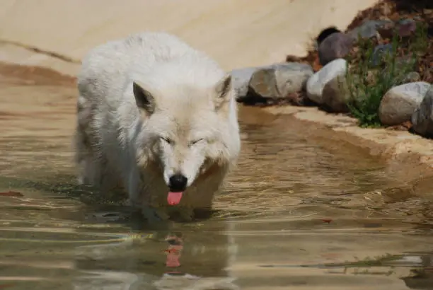 Compelling White Wolf Cooling Off from The Heat
