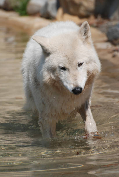 istock White Wolf in a Shallow Water Hole 1143383984