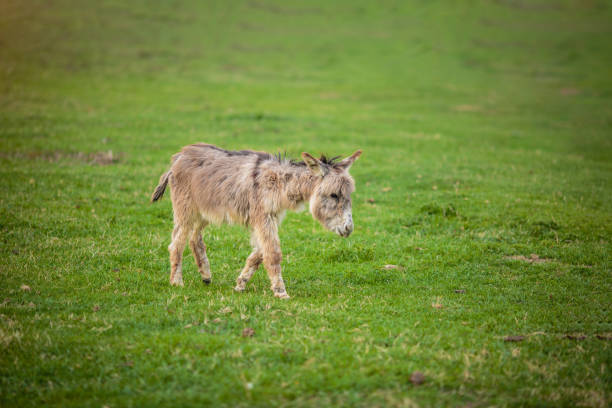 istock 3 weeks old donkey on green field 1143383985