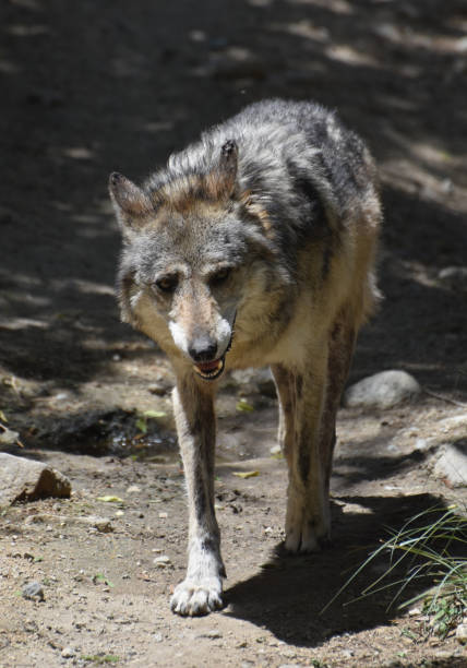 istock Stunning Look at a Wild Wolf 1143383986