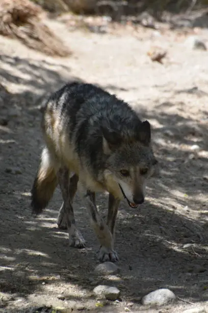 Woodlands with a stalking gray wolf in the wild.