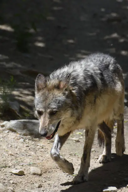 Gorgeous gray wolf walking in the warm sunshine.