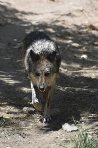 Thick shaggy coat on a beautiful plains wolf.