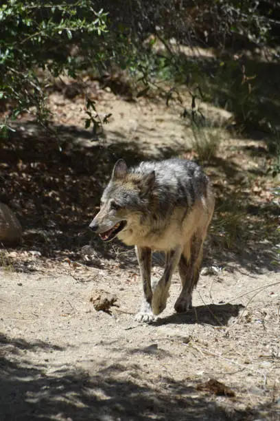 Stalking wolf on a warm sunny spring day.