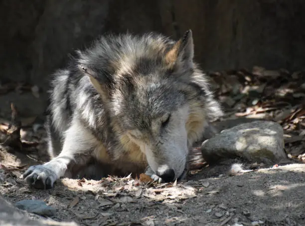 Resting Mexican wolf licking his front paw.