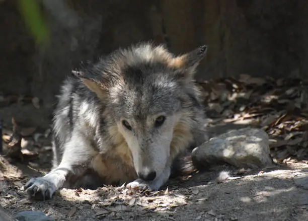 Beautiful resting timber wolf and licking his front paw.